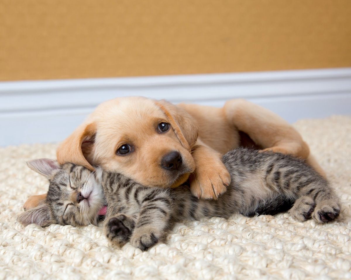 اولین بار میخوای سگ یا گربه بگیری؟